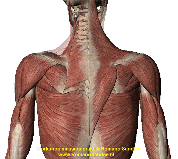schouder rug en nek gebied massagepraktijk Romano Sandee